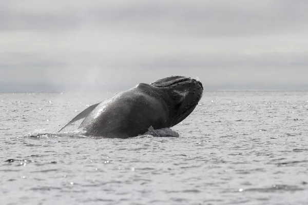 Ballena jorobada saltando del agua un día nublado de verano —  Fotos de Stock