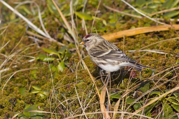 Czeczotka, który żywi się trawy w jesień tundra — Zdjęcie stockowe