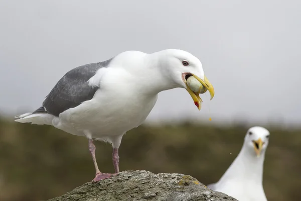 吃鸡蛋鸬鹚的翅有白霜的海鸥 — 图库照片