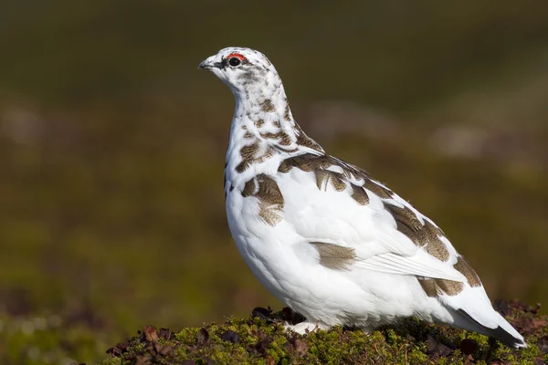 Macho Rock Ptarmigan que muda no dia de outono vestido de inverno — Fotografia de Stock