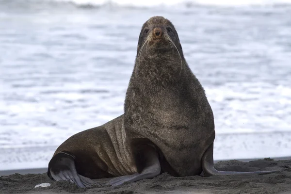 Foca pelliccia settentrionale sulla spiaggia vicino alla rookery — Foto Stock