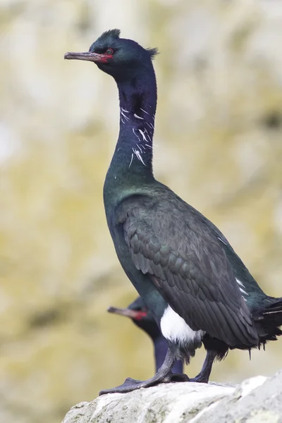 Gatunki pelagiczne Kormoran siedzi na skale w pobliżu kolonii letnich dni — Zdjęcie stockowe