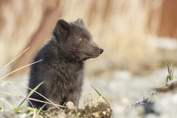 Portrait Commandants bleu arctique renard regardant dans le côté ensoleillé au — Photo