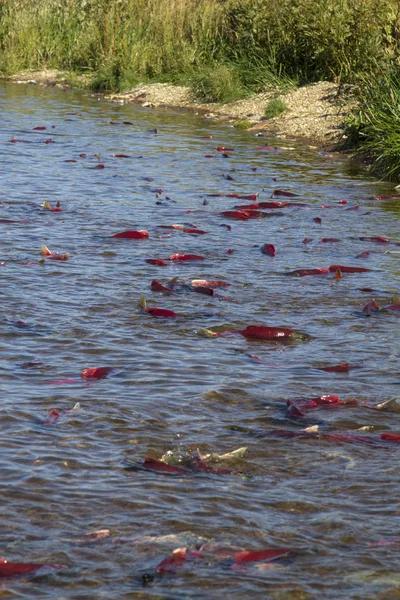 Saumon rouge frayant sur la rive du lac près de la grange sur l'île Béring — Photo