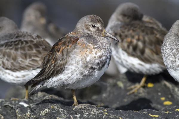 Zimní Rock sandpiper, která stojí na skále v hejnu — Stock fotografie