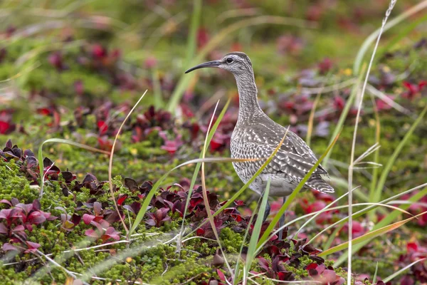 Whimbrel which feeds in the autumn tundra on Bering Island — Stock Photo, Image