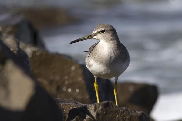 Young grey-tailed tattler which stands on a rock by the ocean — Stock Photo, Image