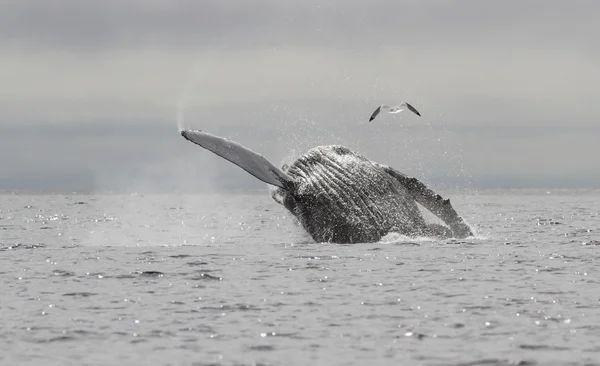 Humpback whale who jumps out of the water and up the spray Stock Image