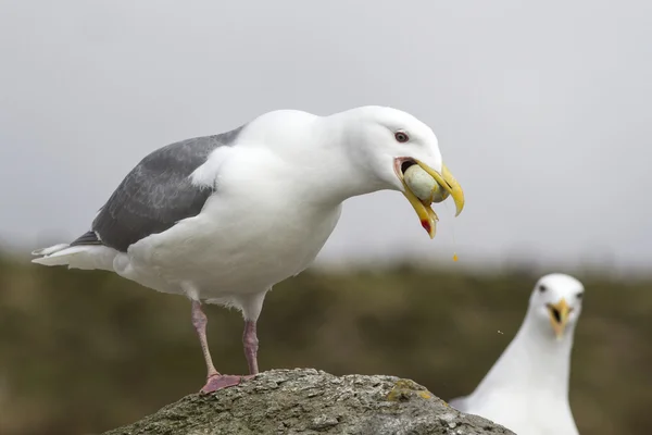 Grüne Möwe, die Eierkormoran frisst Stockbild