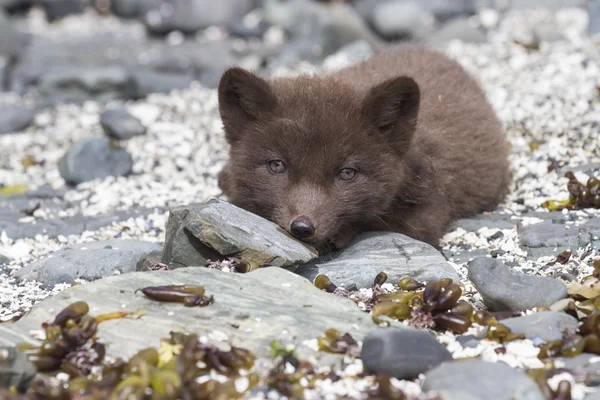 Welpenkommandeure blauer Polarfuchs freut sich auf die Felsen lizenzfreie Stockfotos