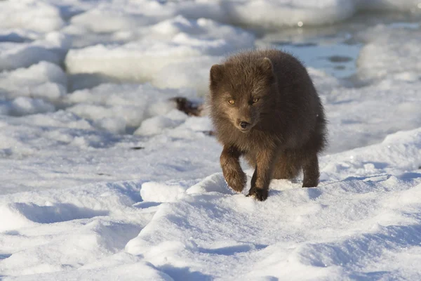 Kommandeure blauen Polarfuchs, der entlang der Küste sonnige wi geht — Stockfoto