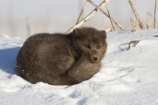 Commanders blue arctic fox which is resting on the beach on a su — Stock Photo, Image