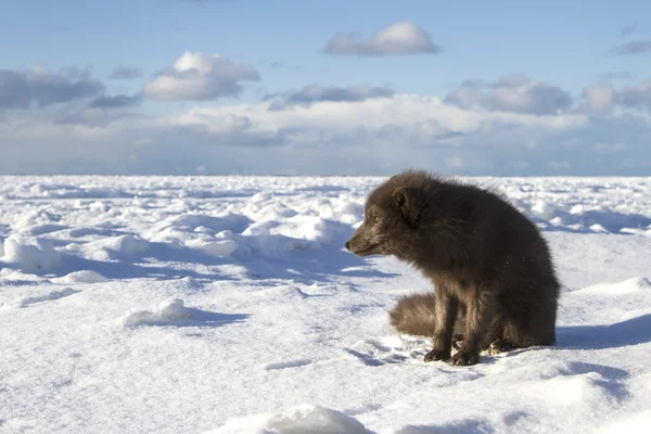 Dowódców niebieski Lis arktyczny siedząc na brzegu morza mrożone — Zdjęcie stockowe