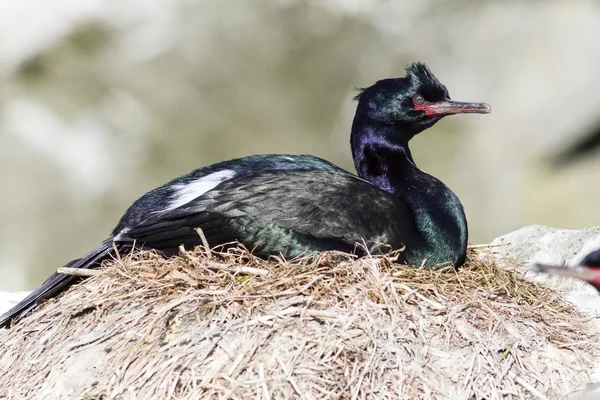 Il cormorano pelagico femminile è seduto in un nido su una roccia su un sole — Foto Stock