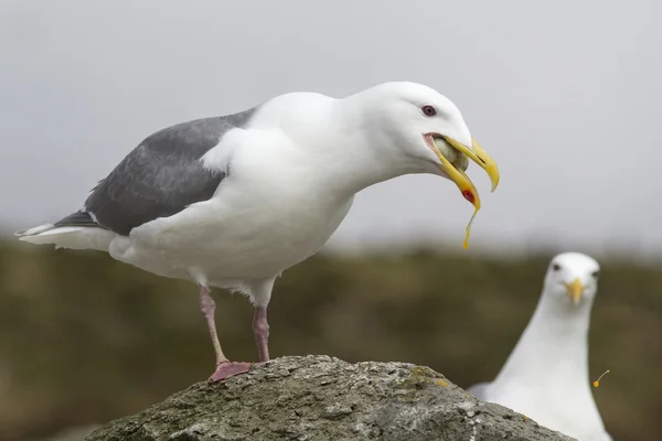 Gaviota de alas glaucas con un cormorán de huevo en su pico — Foto de Stock