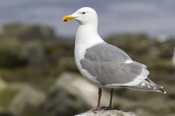 Gaviota alada glauca está sentado en una roca junto al océano — Foto de Stock