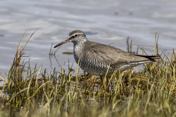 Gray-tailed tattler which stands on the banks of the river sprin — Stock Photo, Image