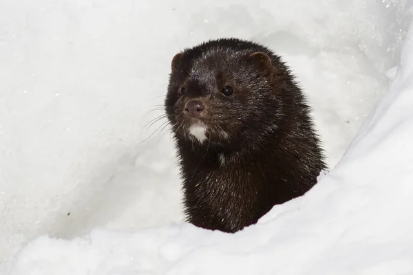 Porträtt av en amerikansk mink som vetter ut från snow — Stockfoto