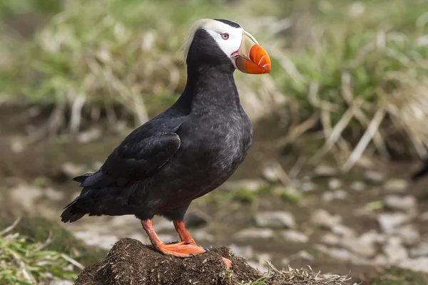 Tufted puffin sitter på en hummock nära kolonin — Stockfoto