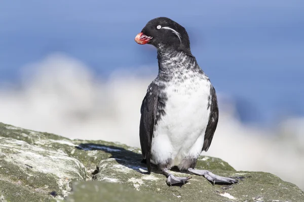 Parakeet auklet that sits on a rock on a sunny day Royalty Free Stock Photos