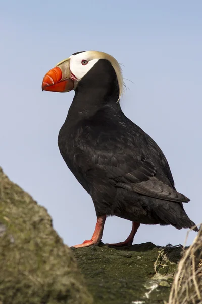 Tufted Papageitaucher, der zwischen den Felsen steht Stockfoto