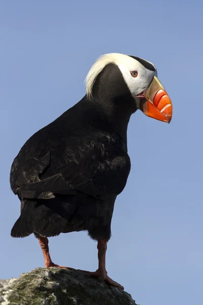 Tufted Papageitaucher, der auf einem Felsen steht, indem er seinen Kopf auf die Stockbild