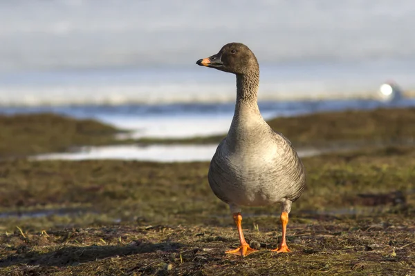 Tundrabohnengans steht am Ufer des Tundrasees Stockbild