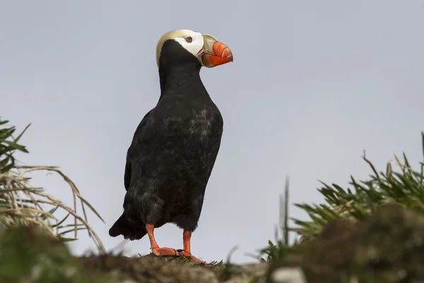 Tufted puffin  which stands on a slope in the grass Stock Photo