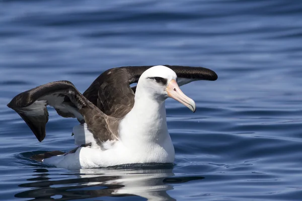 Laysan albatroz sentado abriu asas na água do Oceano — Fotografia de Stock