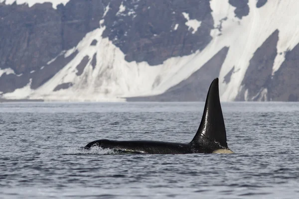 男性的虎鲸的白令海峡 Islan 背景下游泳的人 — 图库照片