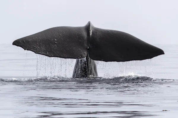 Sperm whale that dives into his tail above the water — Stock Photo, Image