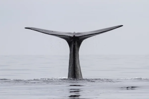 Tail of the sperm whale that dives into the waters of the Pacifi — Stock Photo, Image