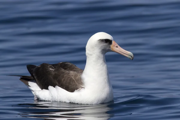 Laysan albatross ül a hullámok, a parancsnok-szigetek közelében — Stock Fotó