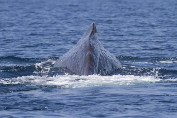 抹香鲸潜入水域的背 finl — 图库照片