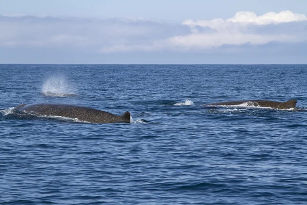 Group north floaters floating along the northern Bering Island — Stock Photo, Image