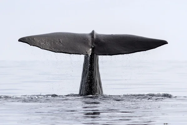 Tail of the sperm whale that dives into the waters of the Pacifi — Stock Photo, Image