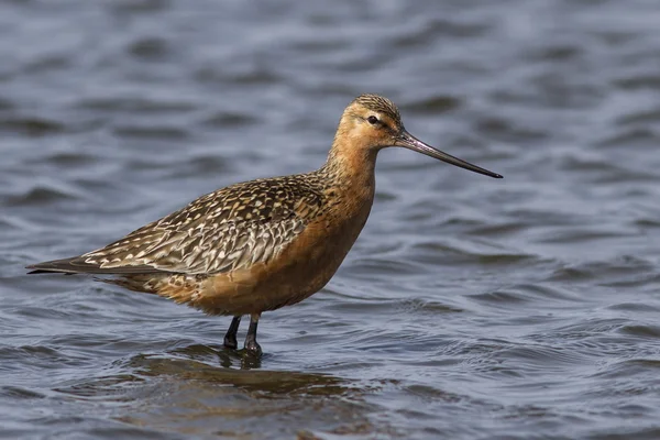 S에 얕은 물에서 먹이 시베리아 바 꼬리 godwit — 스톡 사진