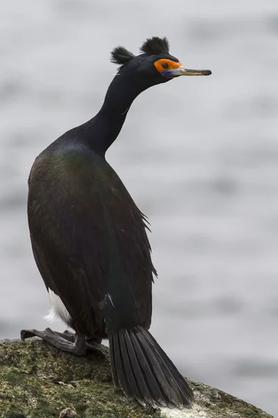 Cormorano dalla faccia rossa seduto su una roccia girando la testa — Foto Stock