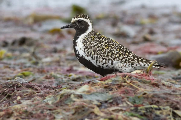 Pacific golden plover which stands among the seaweed on the beac Royalty Free Stock Images