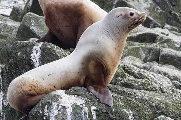 Stellers zeeleeuw zittend op een rots eiland in de Stille Oceaan Rechtenvrije Stockafbeeldingen