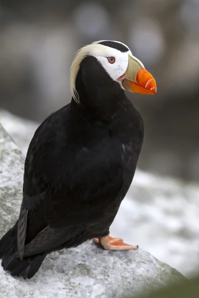 Tufted puffin which sits on a cliff near the colony overcast day Stock Image