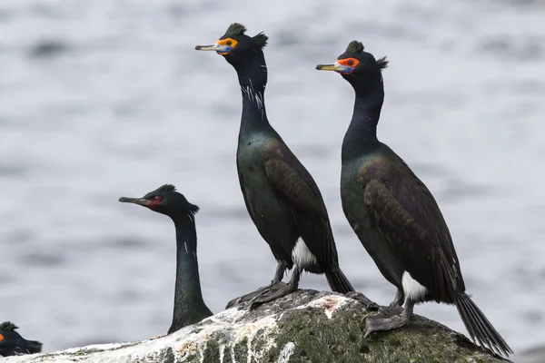 Twee rood hoofd Aalscholver en één pelagische Aalscholver zittend op een r Rechtenvrije Stockfoto's