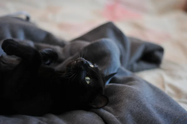 Black cat basked in master bed. — Stock Photo, Image