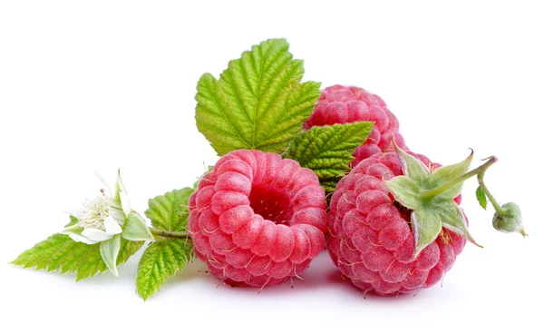 Raspberry isolated on white background. — Stock Photo, Image