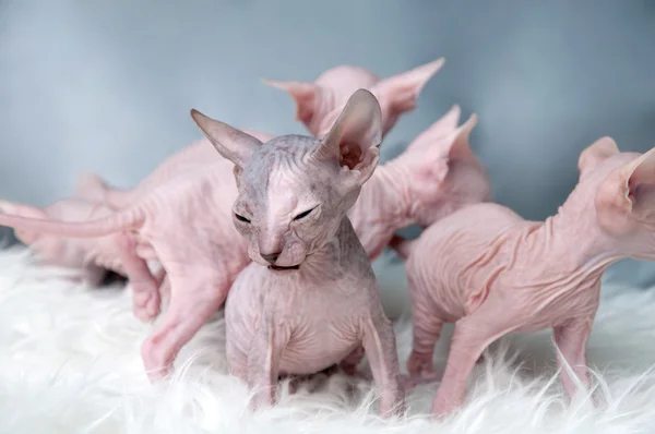 Esfinge gatitos sin pelo en la piel, puesta de luz —  Fotos de Stock