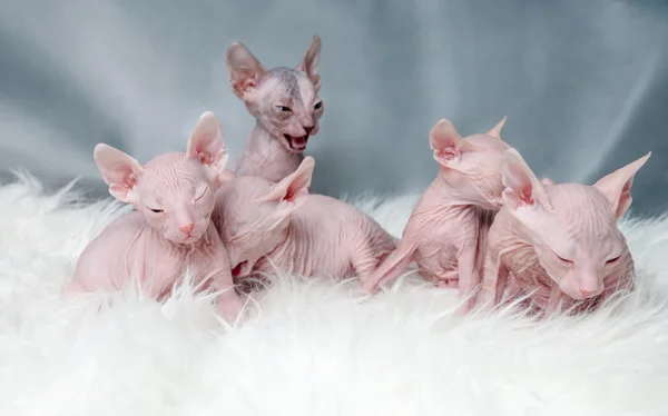 Esfinge gatitos sin pelo en la piel, puesta de luz —  Fotos de Stock