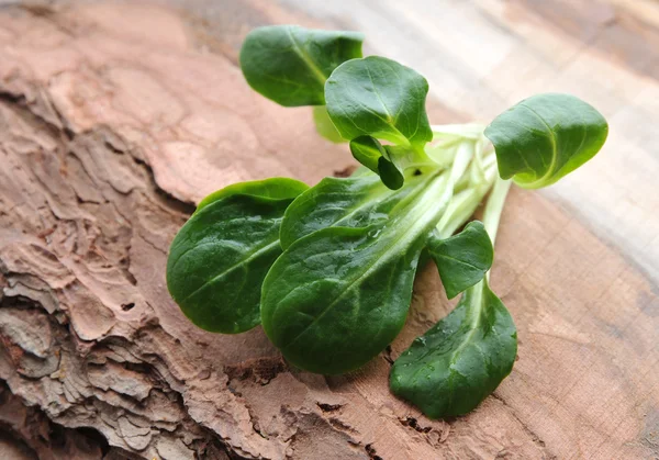 Folhas de salada fresca . — Fotografia de Stock