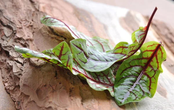 Hojas de ensalada fresca . — Foto de Stock