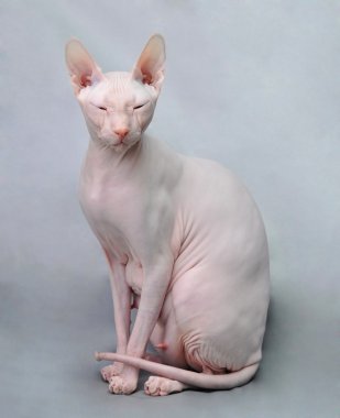 alında saç çizgisi Sphynx kedi