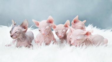 Sphynx tüysüz kedi, yavru kedi kürk, ışık döşeme üzerinde